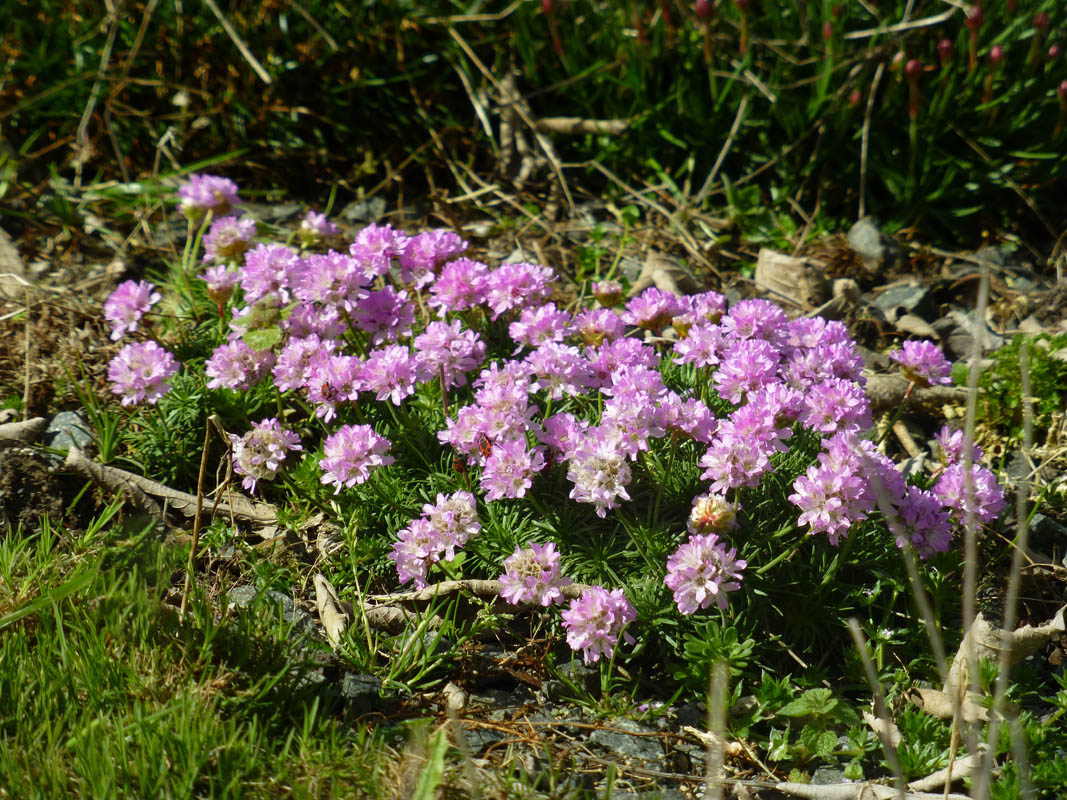 Armeria juniperifolia